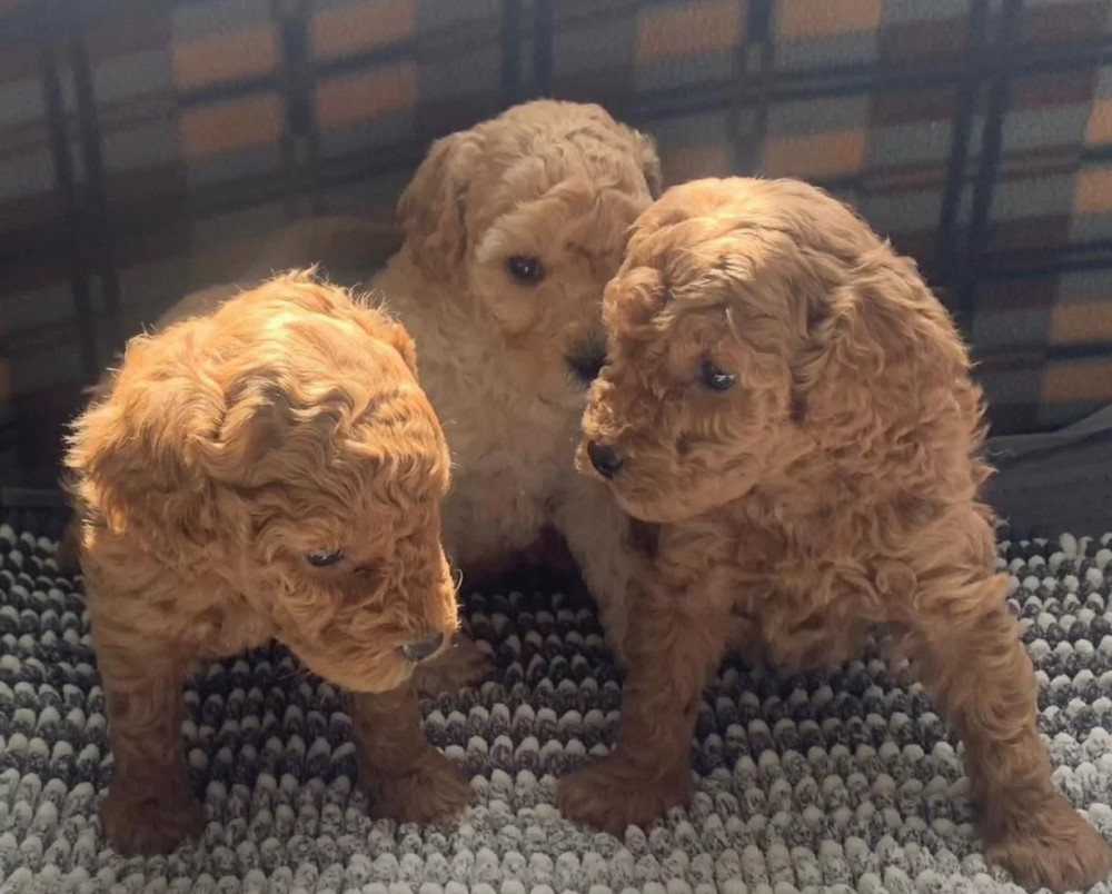 Poodle Puppies for Sale in Michigan (MI)