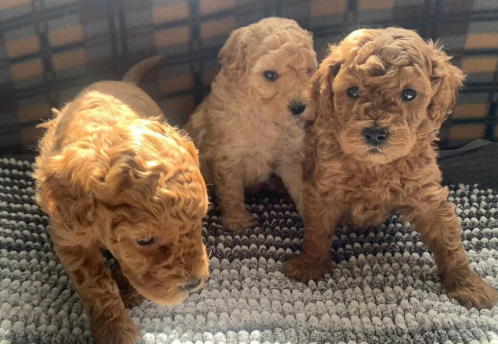 Poodle Puppies for Sale in Michigan (MI)
