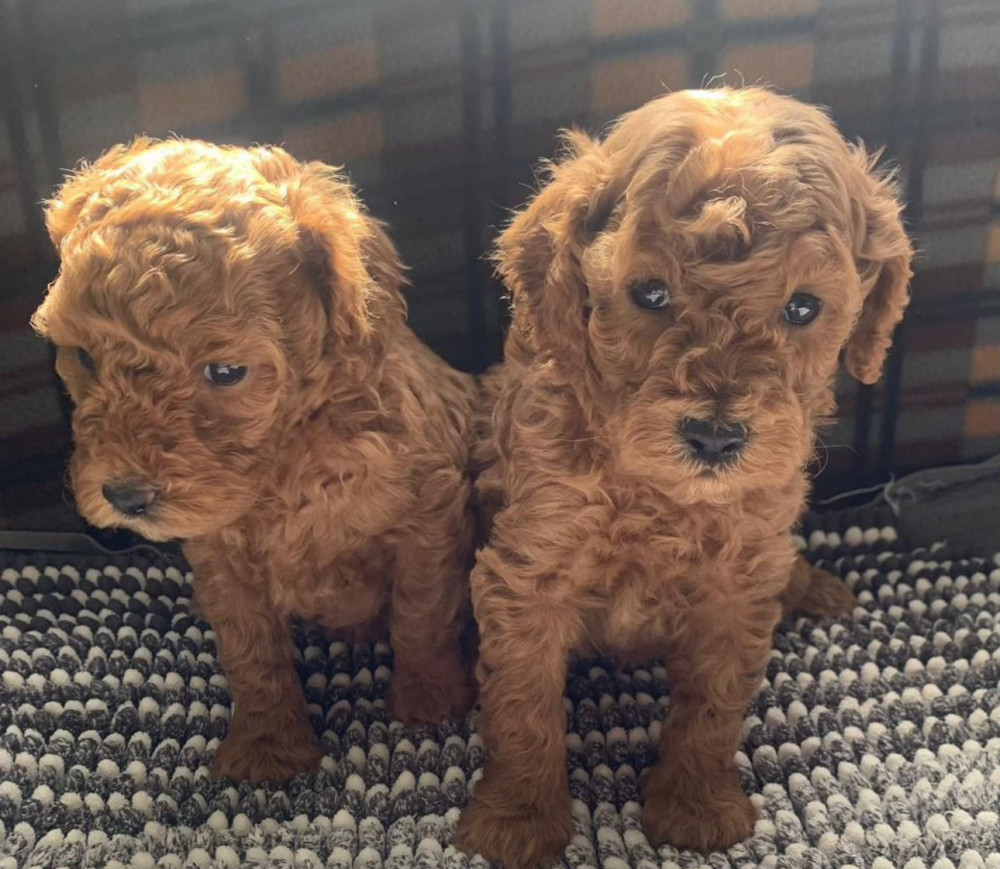 Poodle Puppies for Sale in Michigan (MI)