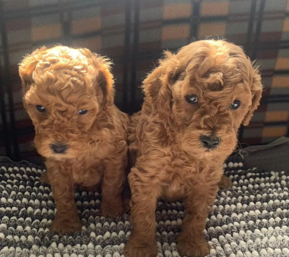 Poodle Puppies for Sale in Michigan (MI)