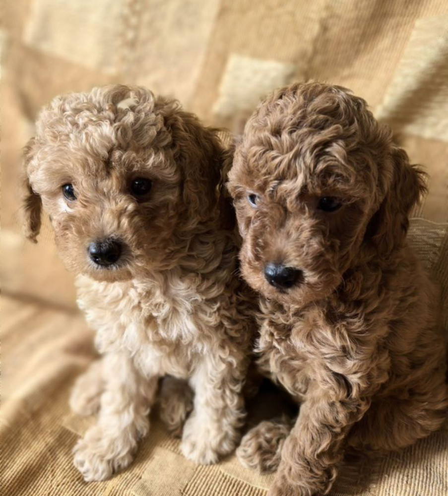 Toy Poodle Puppies Looking for a Home in Florida (FL)