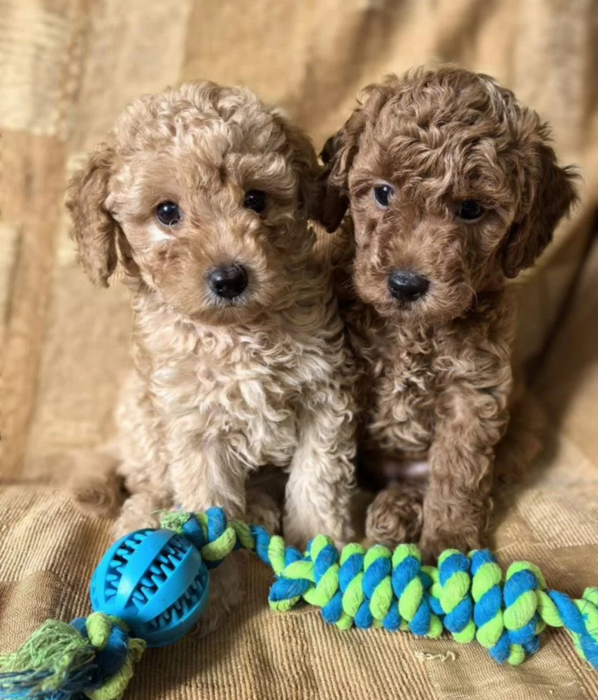 Toy Poodle Puppies Looking for a Home in Florida (FL)