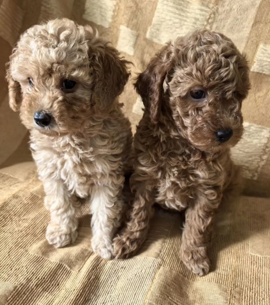 Toy Poodle Puppies Looking for a Home in Florida (FL)