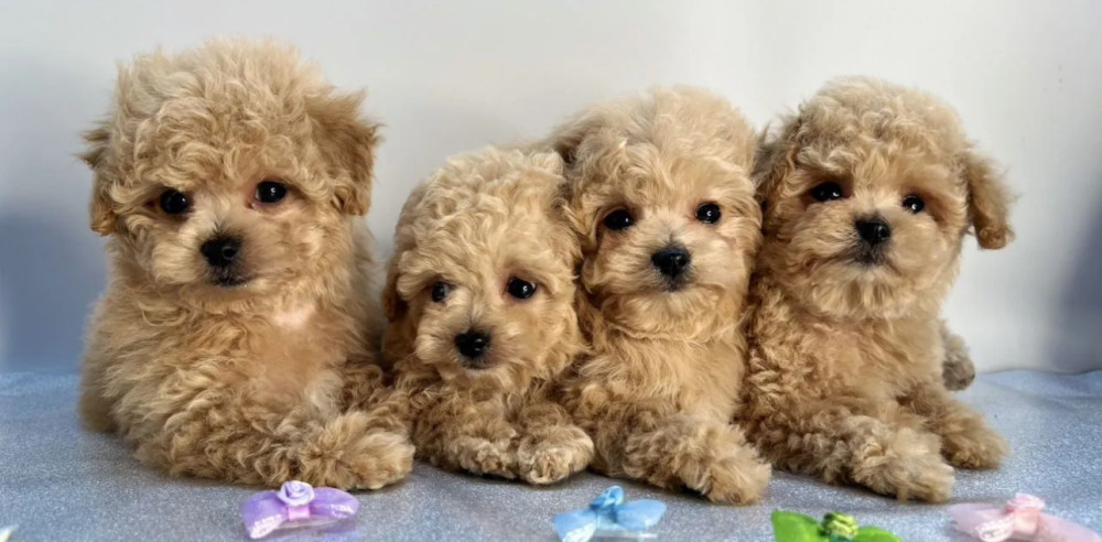 Miniature Poodle Puppies for Sale in California (CA)