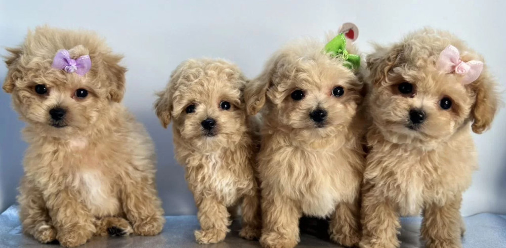 Miniature Poodle Puppies for Sale in California (CA)