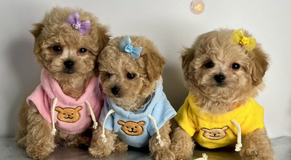 Miniature Poodle Puppies for Sale in California (CA)