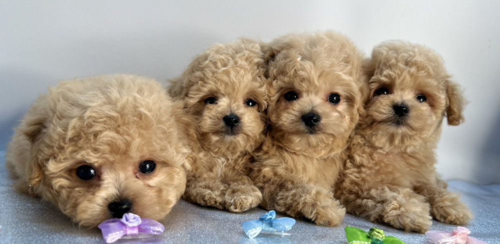 Miniature Poodle Puppies for Sale in California (CA)