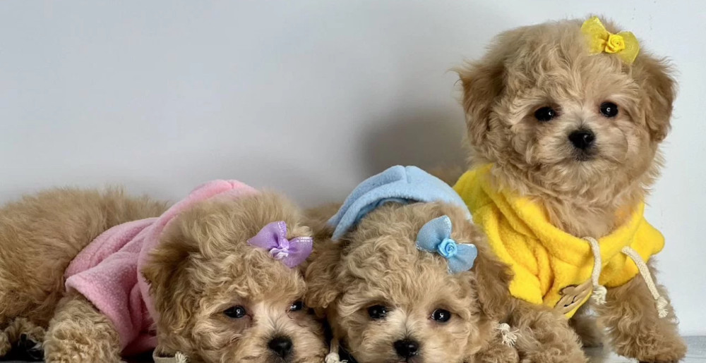 Miniature Poodle Puppies for Sale in California (CA)