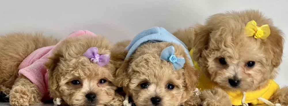 Miniature Poodle Puppies for Sale in California (CA)