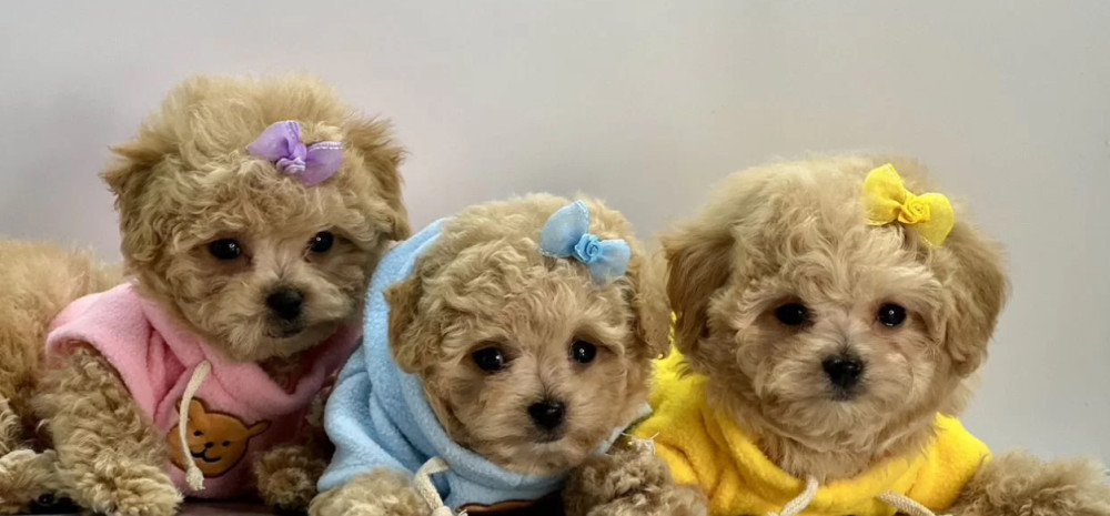 Miniature Poodle Puppies for Sale in California (CA)