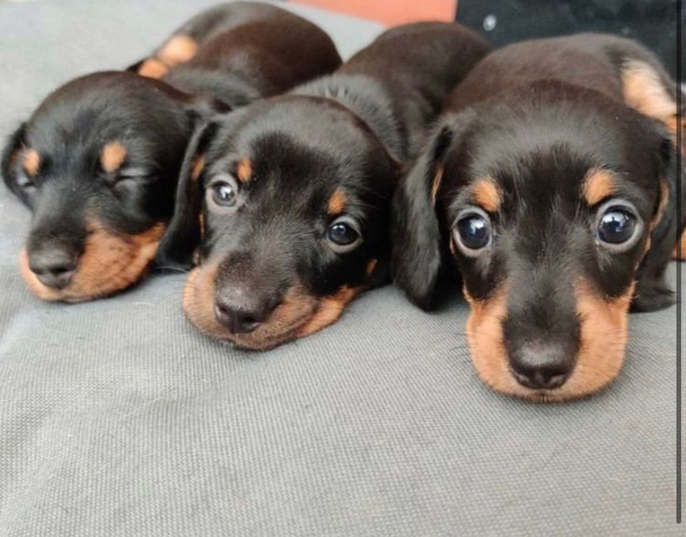 Dachshund Puppies for Sale in Colorado (CO)