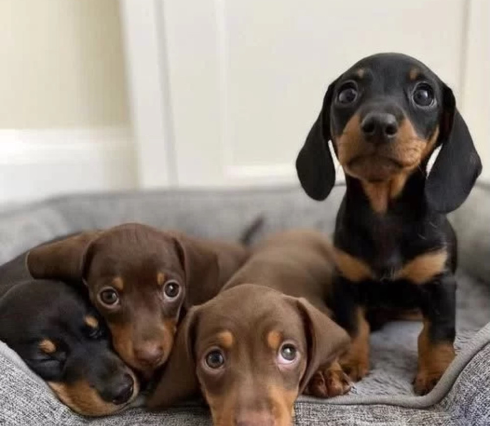 Dachshund Puppies for Sale in Colorado (CO)