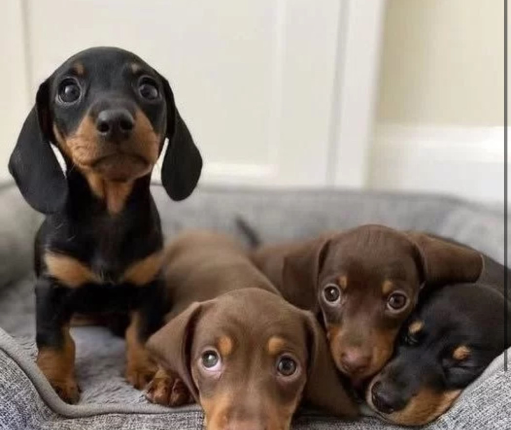 Dachshund Puppies for Sale in Colorado (CO)