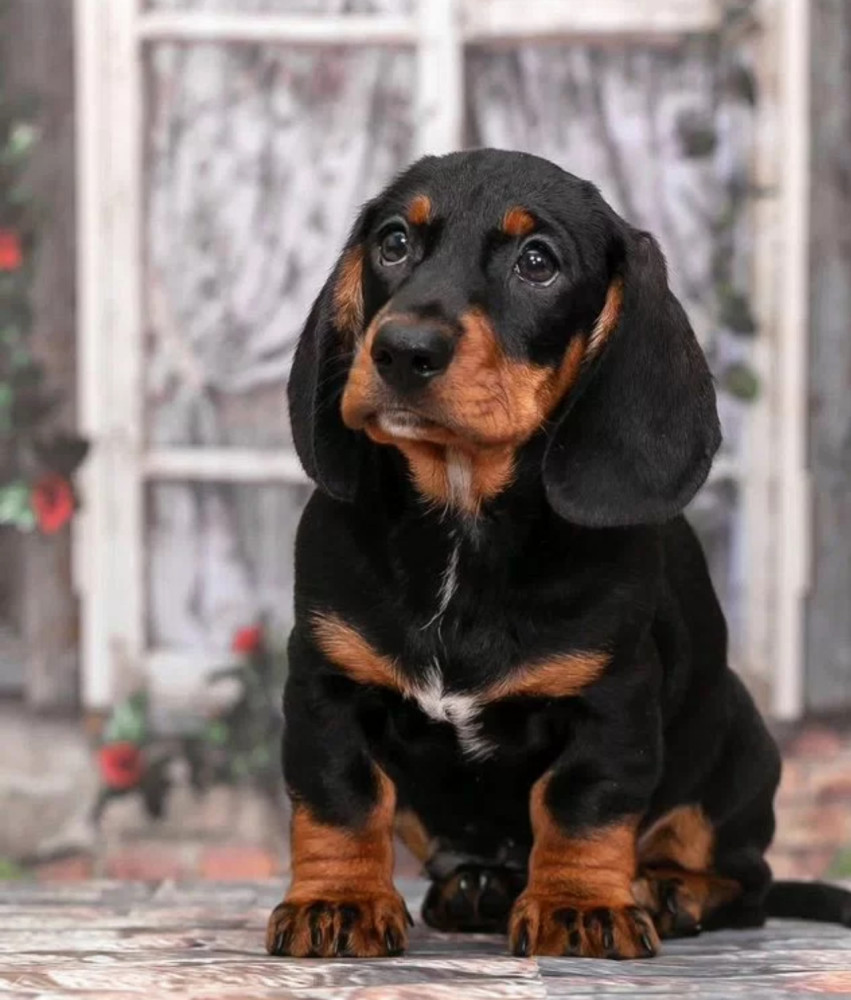 Miniature Dachshund Girl Looking for a Home in New York (NY)