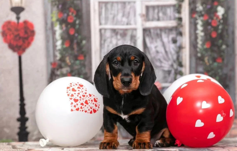 Miniature Dachshund Girl Looking for a Home in New York (NY)