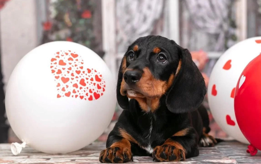 Miniature Dachshund Girl Looking for a Home in New York (NY)