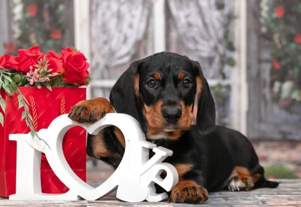 Miniature Dachshund Girl Looking for a Home in New York (NY)