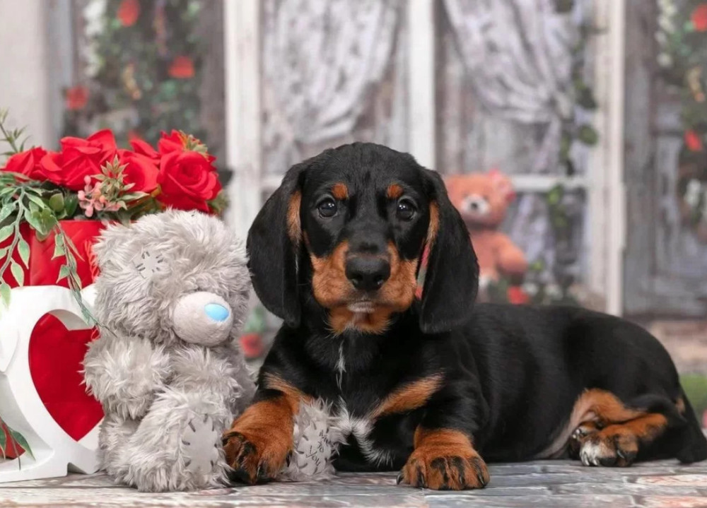 Miniature Dachshund Girl Looking for a Home in New York (NY)