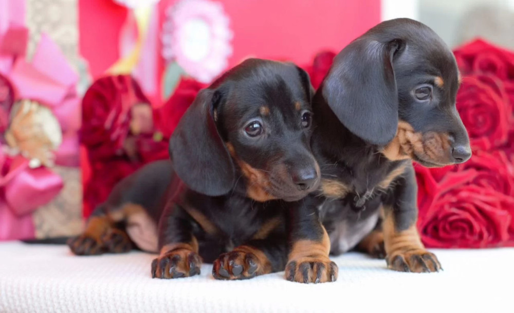 Dachshund Puppies for Sale in Michigan (MI)