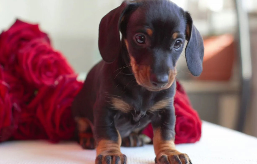 Dachshund Puppies for Sale in Michigan (MI)