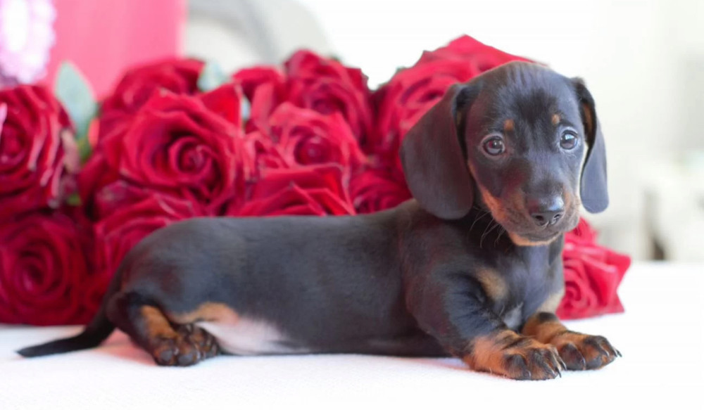Dachshund Puppies for Sale in Michigan (MI)