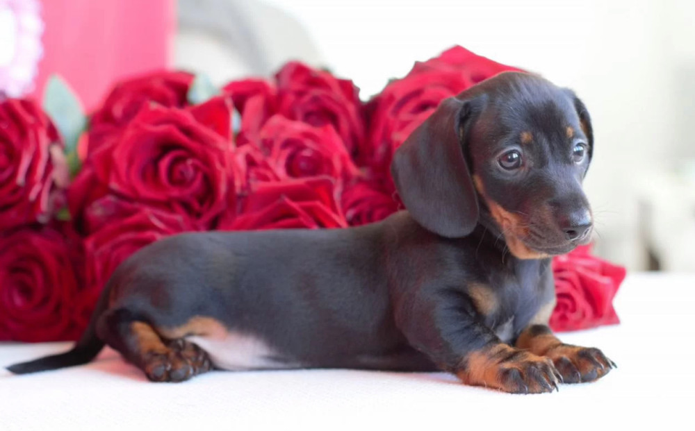 Dachshund Puppies for Sale in Michigan (MI)