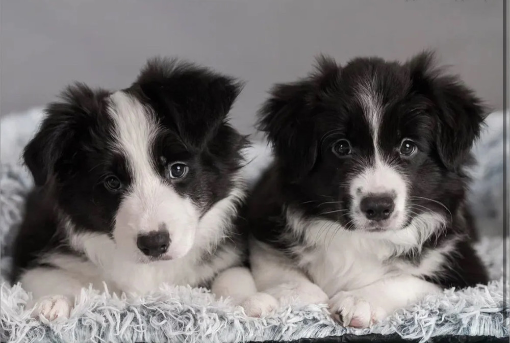 Collie Puppies for Sale in Texas (TX)