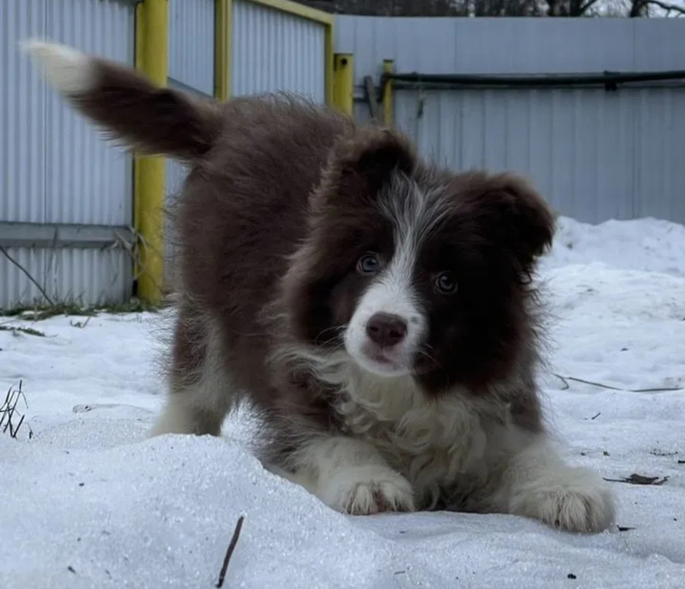 Collie Puppies for Sale in Texas (TX)