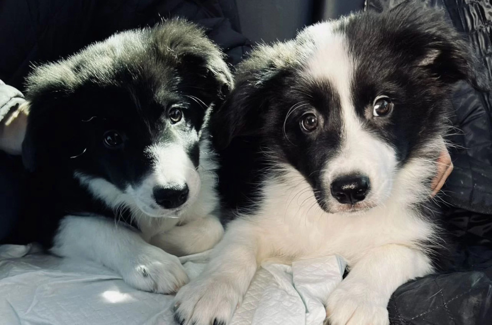 Collie Puppies for Sale in Texas (TX)