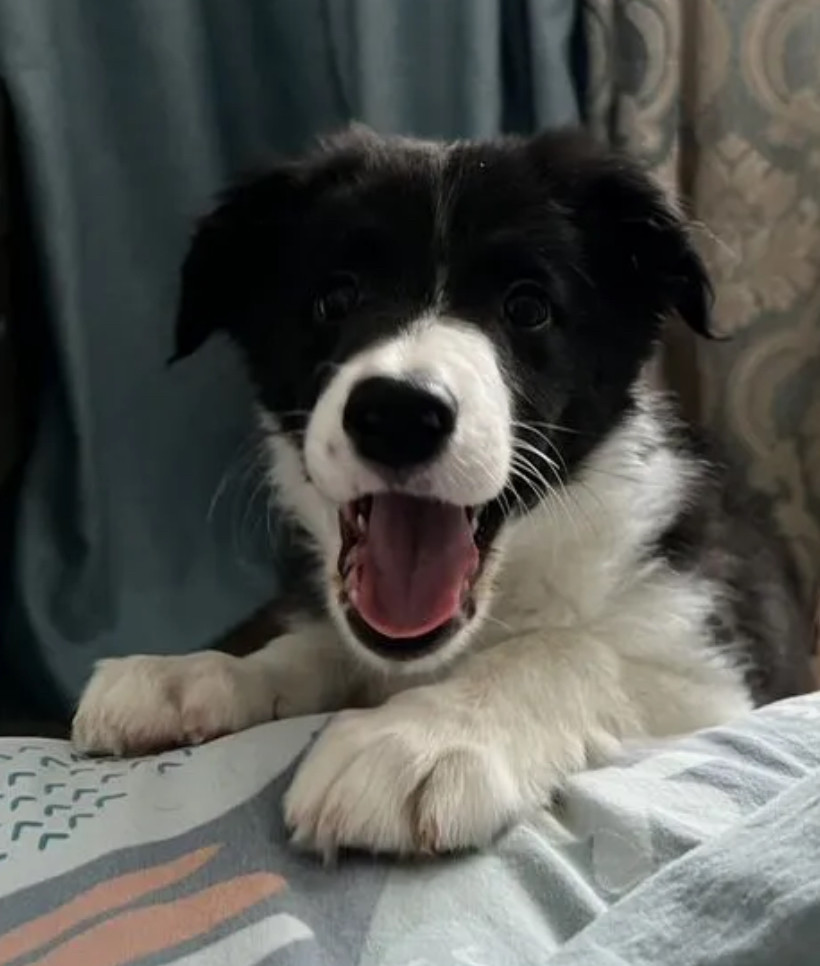 Collie Puppies for Sale in Texas (TX)