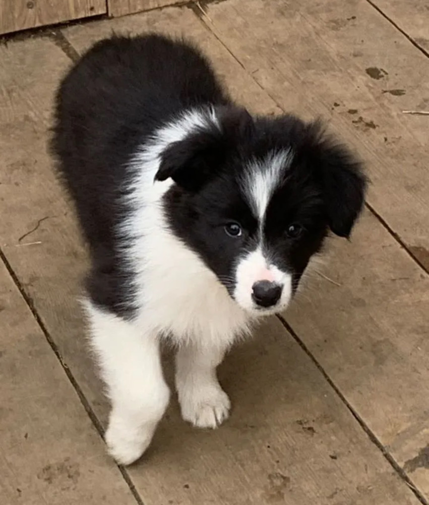 Collie Puppies for Sale in Texas (TX)