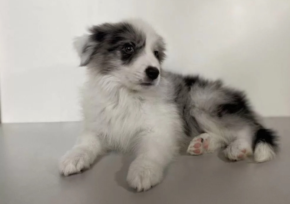 Collie Girl for Sale in California (CA)