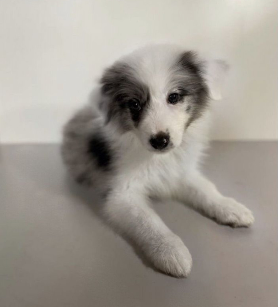 Collie Girl for Sale in California (CA)