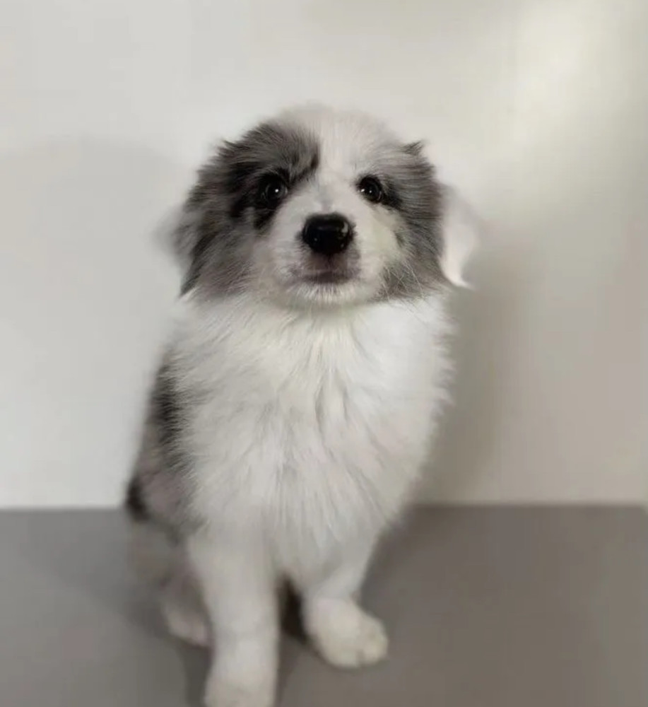 Collie Girl for Sale in California (CA)