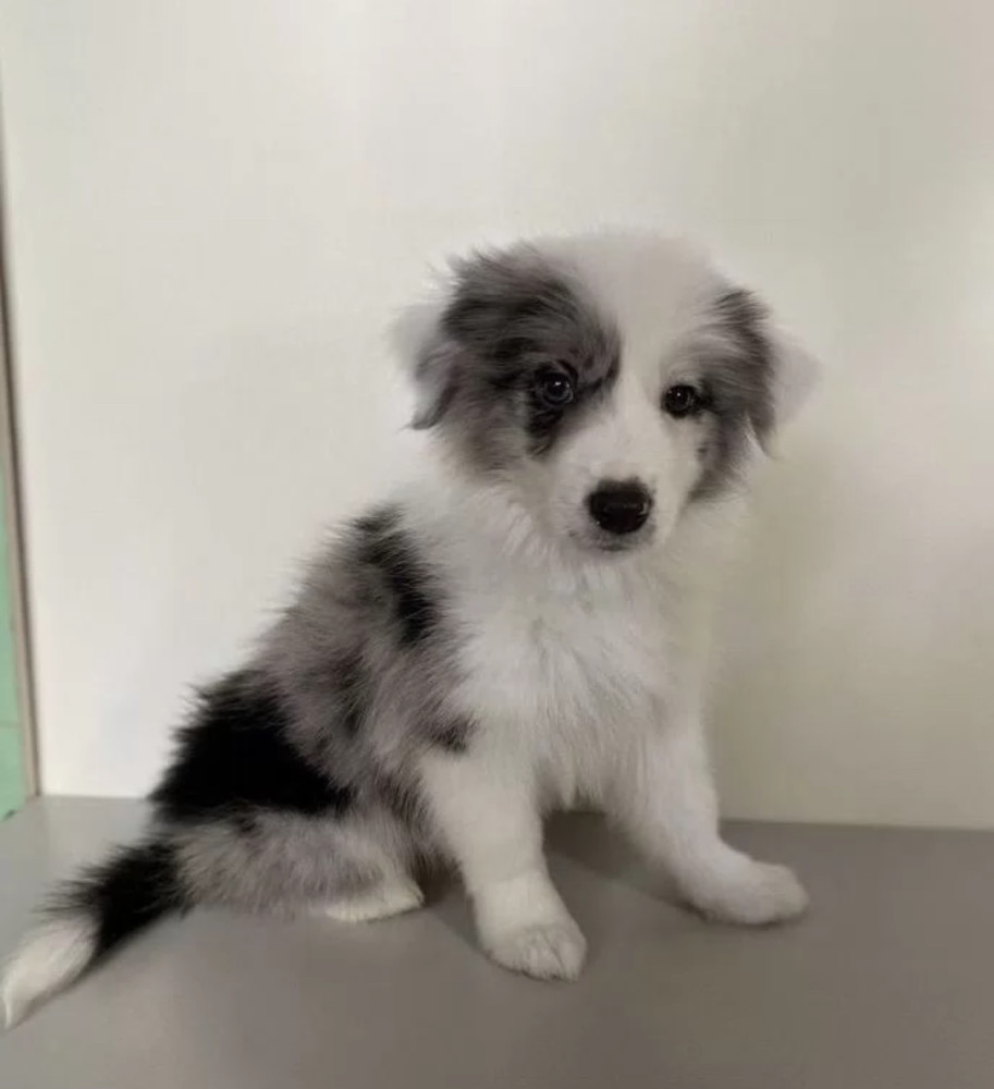 Collie Girl for Sale in California (CA)