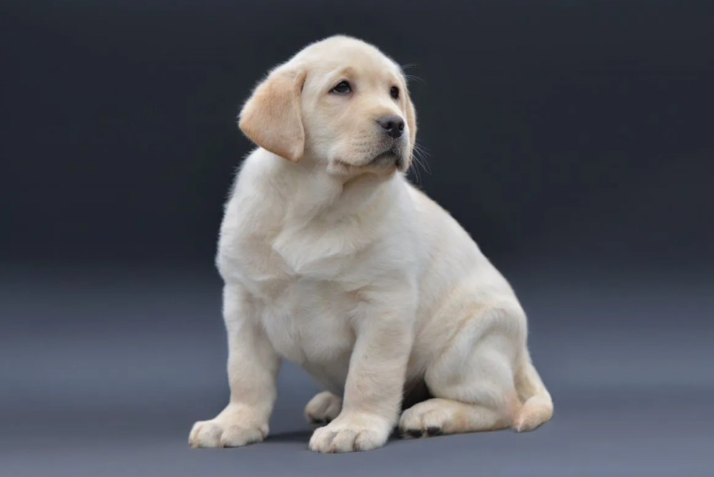 Young Labrador Retriever Girl for Sale in Arizona (AZ)