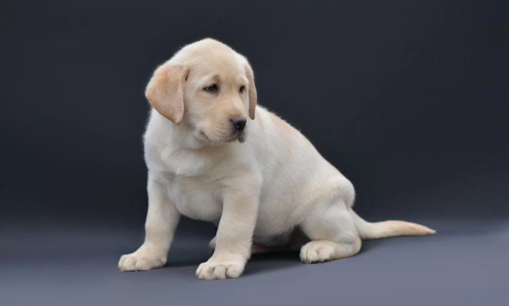Young Labrador Retriever Girl for Sale in Arizona (AZ)