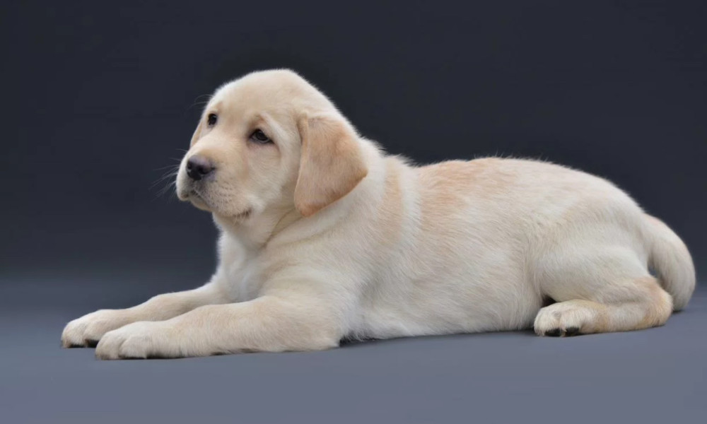 Young Labrador Retriever Girl for Sale in Arizona (AZ)