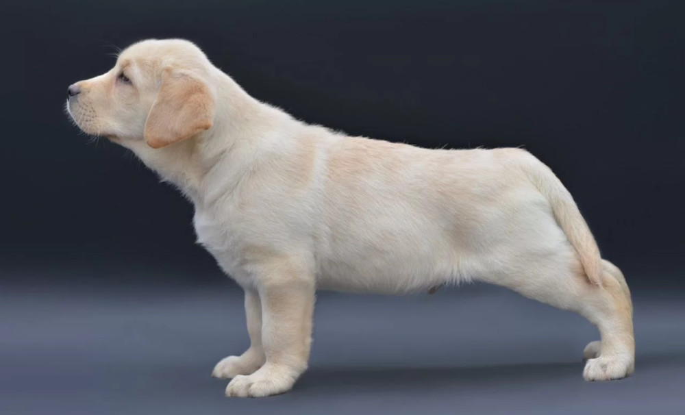 Young Labrador Retriever Girl for Sale in Arizona (AZ)