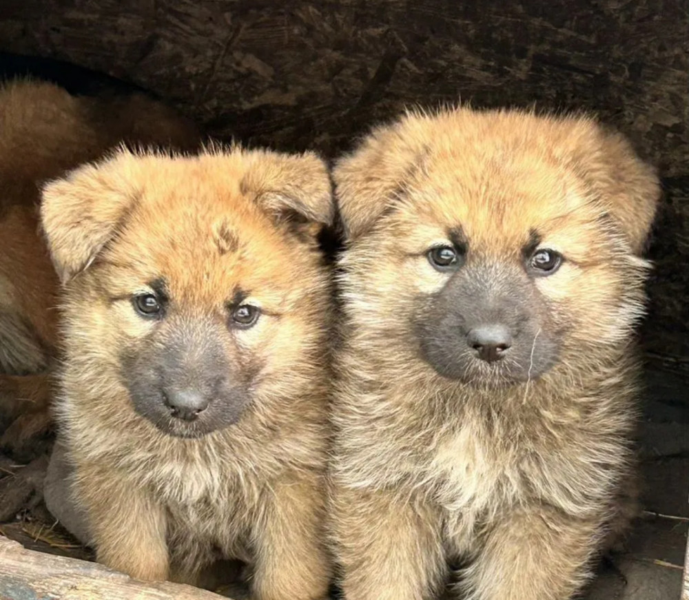 German Shepherd Puppies for Sale in Pennsylvania (PA)
