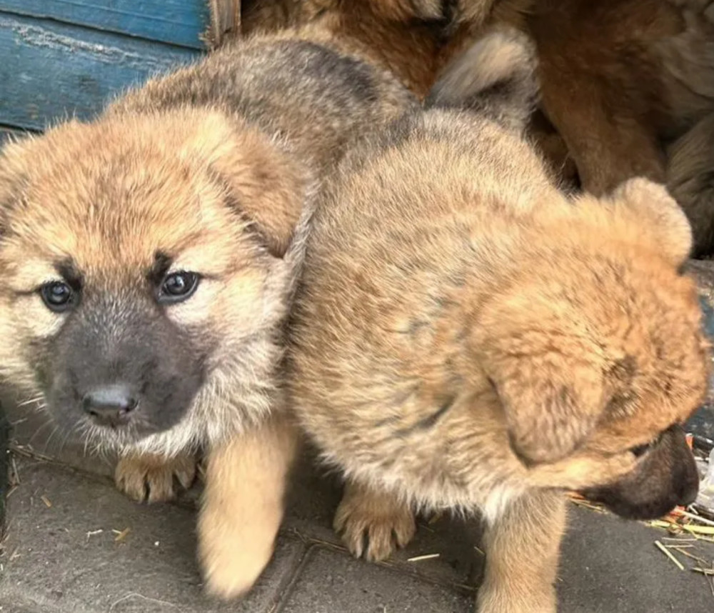 German Shepherd Puppies for Sale in Pennsylvania (PA)