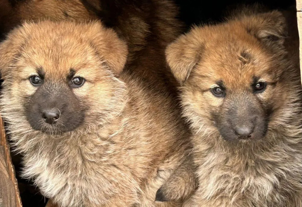 German Shepherd Puppies for Sale in Pennsylvania (PA)