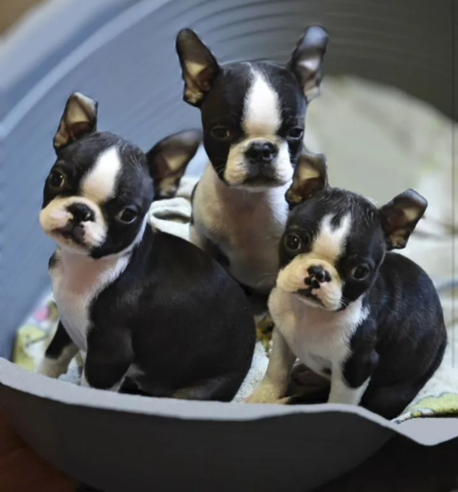 Boston Terrier Puppies for Sale in Texas (TX)