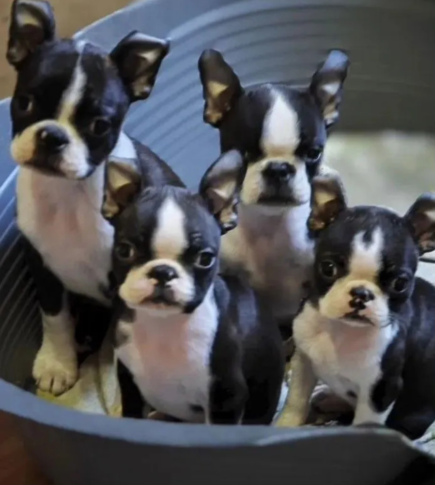 Boston Terrier Puppies for Sale in Texas (TX)