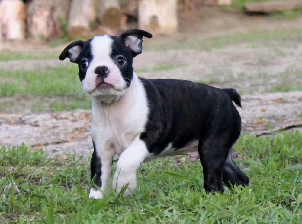 Boston Terrier Female Puppy for Sale in California (CA)