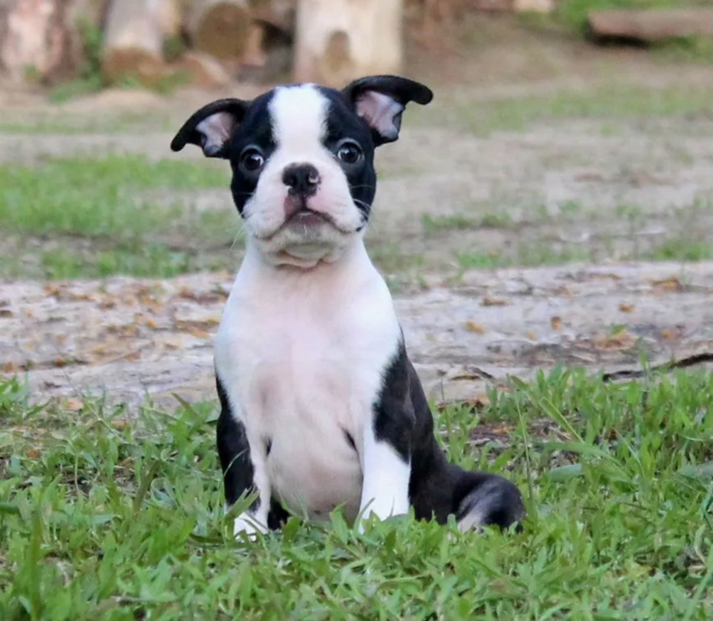 Boston Terrier Female Puppy for Sale in California (CA)