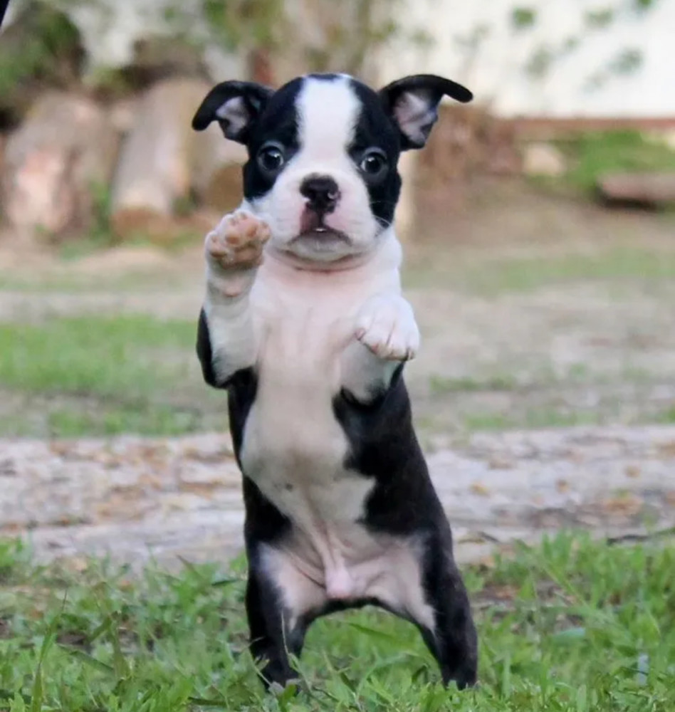 Boston Terrier Female Puppy for Sale in California (CA)