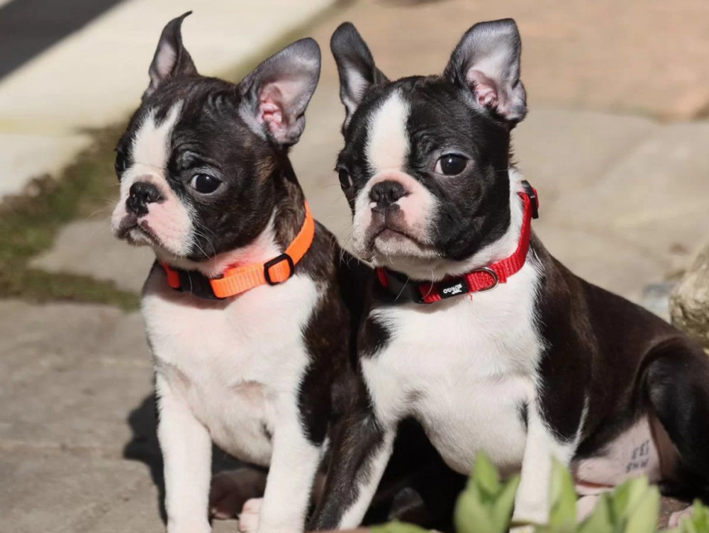 Two Boston Terrier Male Puppies for Sale in Florida (FL)