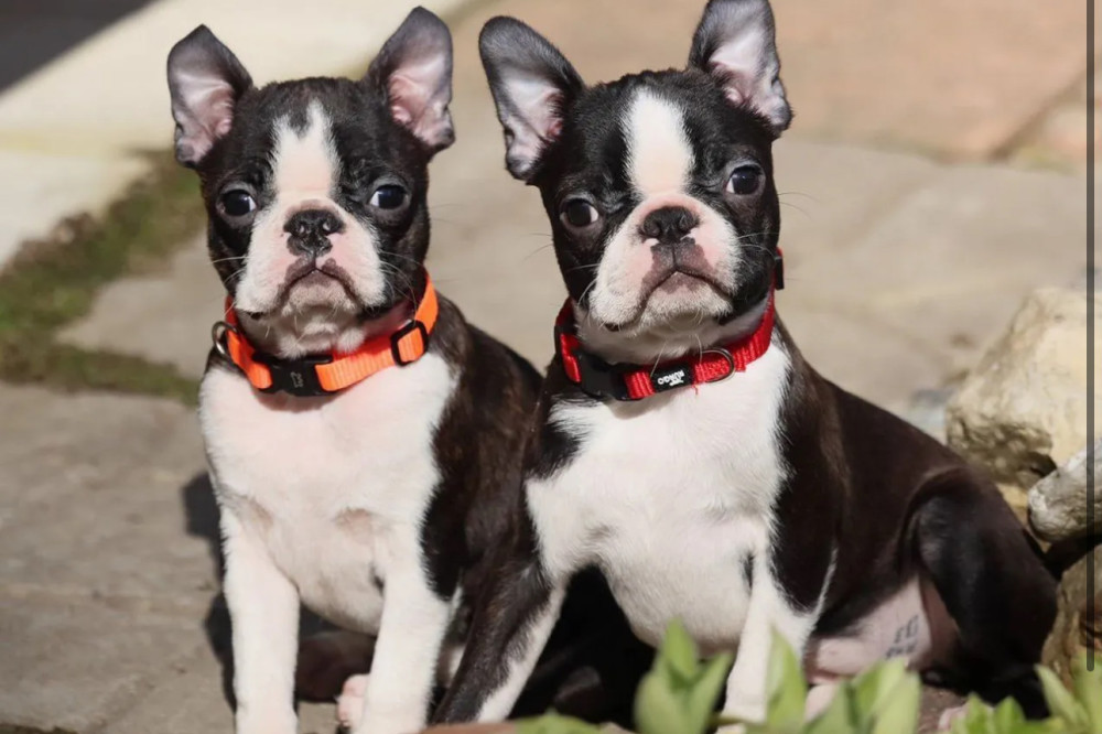 Two Boston Terrier Male Puppies for Sale in Florida (FL)