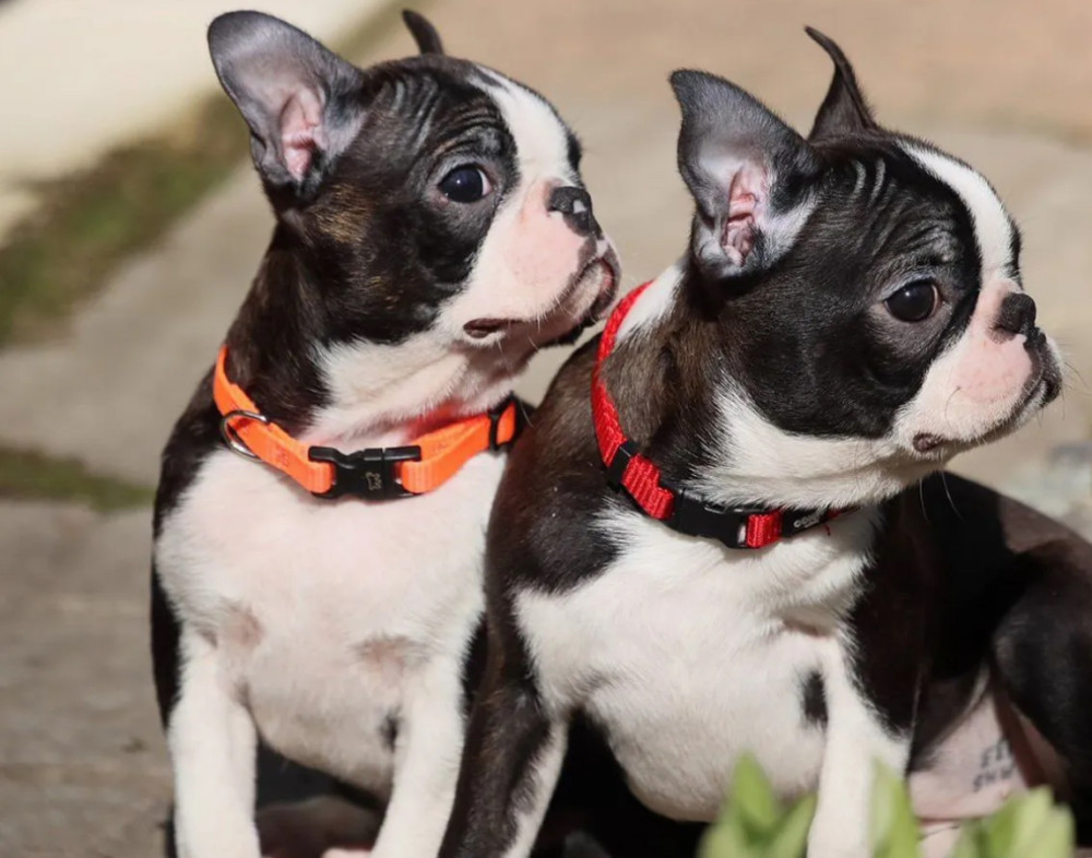 Two Boston Terrier Male Puppies for Sale in Florida (FL)